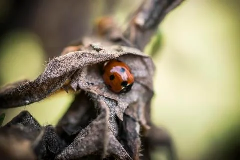 Ladybug in Spring Stock Photos