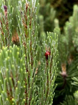 Ladybug on a spruce. Stock Photos