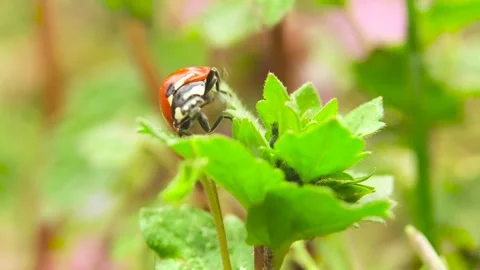 Ladybug standing on a leaf Stock Footage 242457043