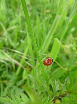 A ladybug standing on leaf Stock Photos