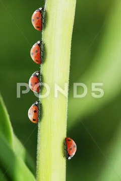 Ladybug standing out from the crowd on leaf Stock Photos