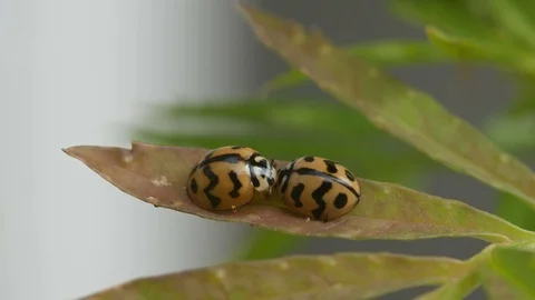 Ladybug staying on the leaf Stock Footage 83248637