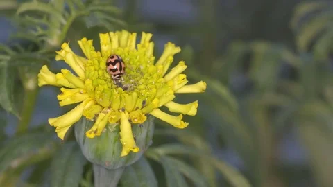 Ladybug staying on the marigold flower Stock Footage 82579754