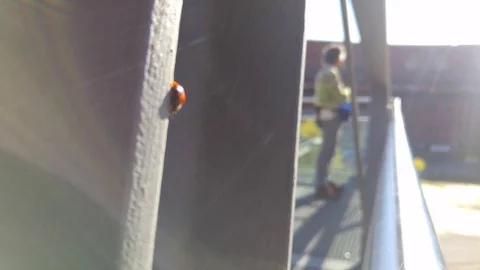 Ladybug on a steel beam 動画素材 81184079