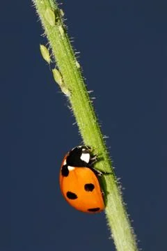 Ladybug on stem with aphids Stock Photos