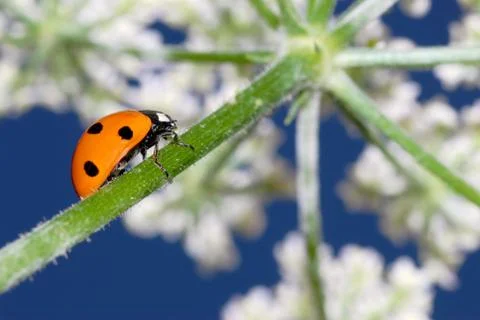 Ladybug on stem of flower Stock Photos