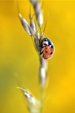 Ladybug on stem Foto stock