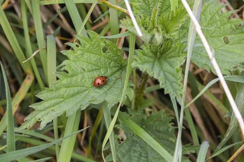 Ladybug on Stinging Nettle Leaf Growing Among Grass Stock Photos