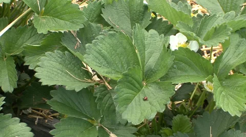 Ladybug on strawberry leaf Stock-Footage 39665703