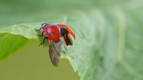 Ladybug  stretching out the wings on the green leaf 스톡 동영상 114752129