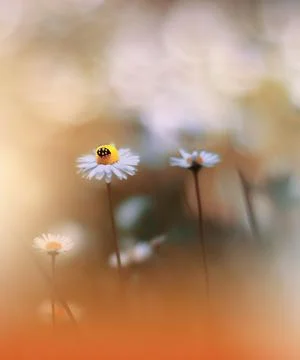 Ladybug in Summer Floral Background.Beautiful Ladybug on a Flower. Stock Photos