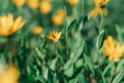 Ladybug In Summer Foto stock