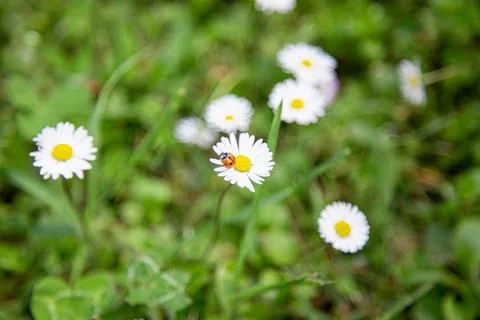 Ladybug sunbathing on white daisy in soft sunlight Stock Photos