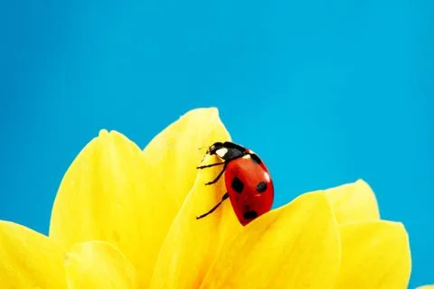 Ladybug on sunflower Stock Photos