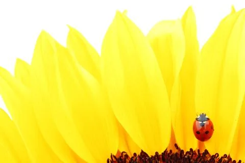 Ladybug on sunflower Stock Photos