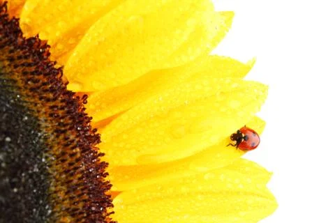 Ladybug on sunflower Stock Photos