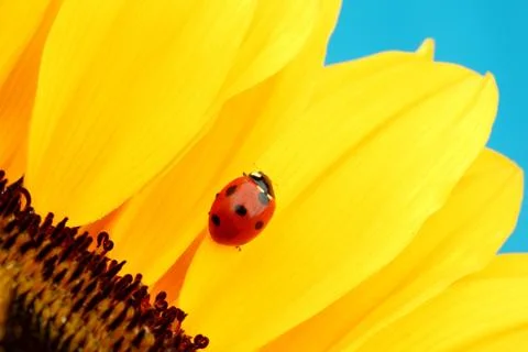 Ladybug on sunflower Stock Photos