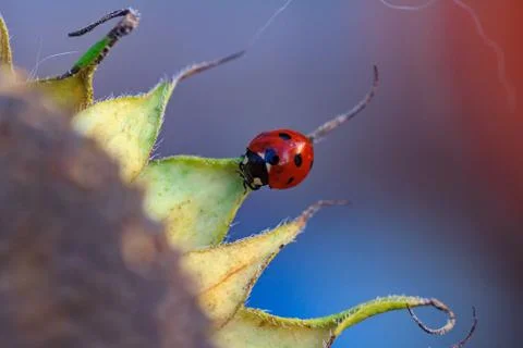 Ladybug on sunflower Stock Photos