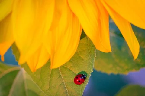 Ladybug on sunflower Stock Photos