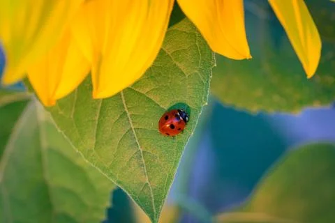Ladybug on sunflower Stock Photos