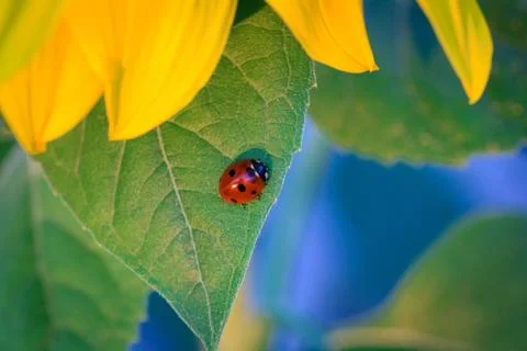Ladybug on sunflower Stock Photos