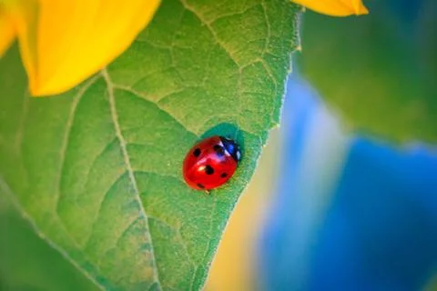 Ladybug on sunflower Stock Photos
