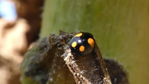 Ladybug on sunflower stem Vídeo Stock 336405177