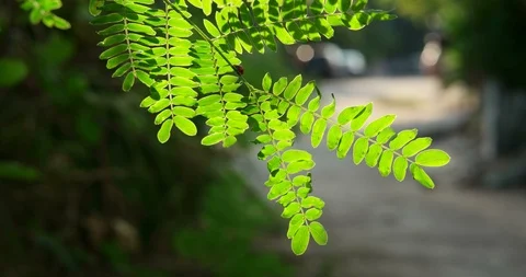 Ladybug on sunrise sumer evening - 2 Stock-Footage 97259595