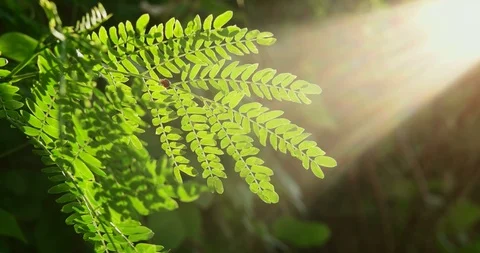 Ladybug on sunrise sumer evening - 3 Stock-Footage 97259923