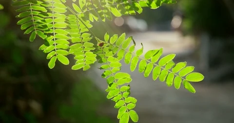Ladybug on sunrise sumer evening Stock-Footage 97259589