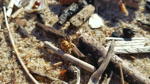 A ladybug, Surrounded by Stationary Ladybugs, crawls along a small stick at the Stock Footage 183649707