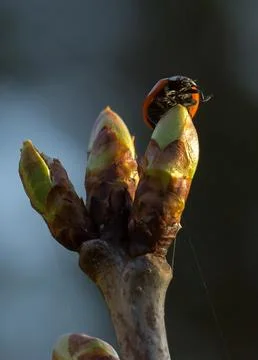 Ladybug on a swollen bud Stock Photos