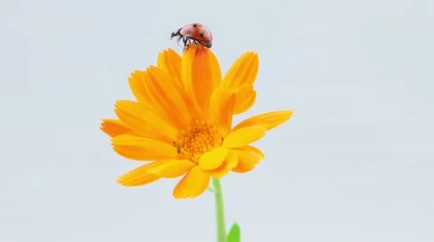 Ladybug take off from the orange flower (include slowmotion version) Stock Footage 52770998