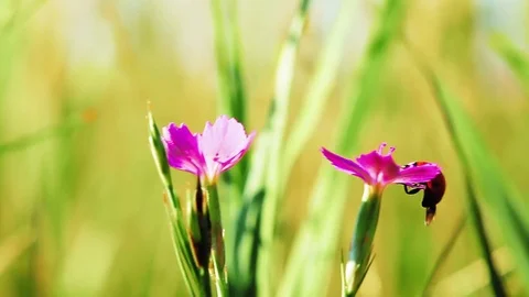 The ladybug takes off from the flower Stock Footage 80804183