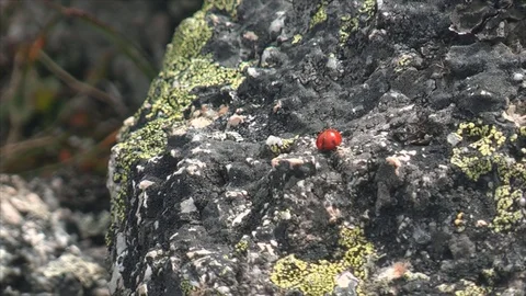 Ladybug takes off Stock Footage 83697024