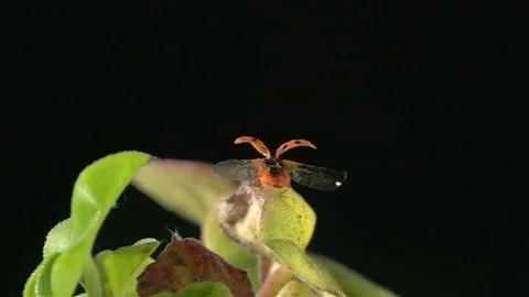 Ladybug takes off Stock Footage 163909940