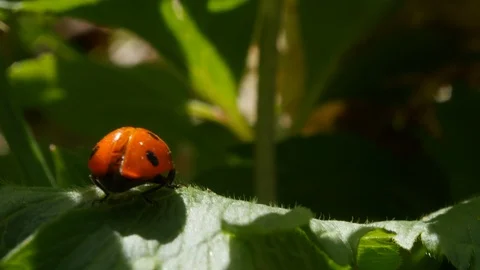 Ladybug takes off from the green leaf of the plant Stock Footage 107380418