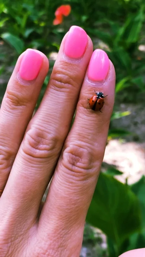 Ladybug takes off from the hand Stock Footage 124320929