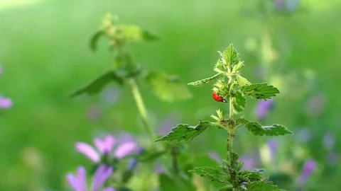 Ladybug takes off from nettle green leaf Stock Footage 76282119