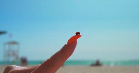 Ladybug takes off from a woman's finger while sitting on a painted nail against Stock Footage 154202528