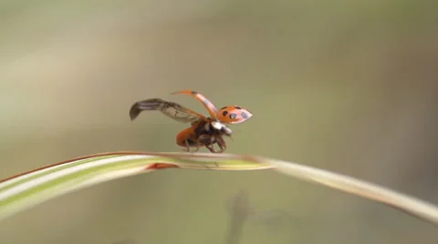 Ladybug Taking Flight - Macro Super Slow Motion Stock-Footage 56570278