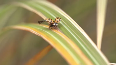 Ladybug Taking Flight - Macro Super Slow Motion Video stock 56570358