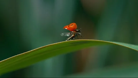 Ladybug Taking Flight – Small Beetle Flying Away Symbolizing a New Journey Stock-Footage 156319589