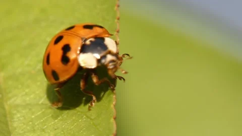 Ladybug taking flight from walnut leaf, panning Vidéo 336406876