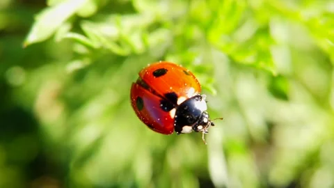 Ladybug Taking Off from Leaf Macro Slow Motion 스톡 동영상 332997578