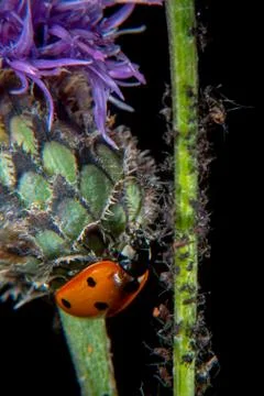 Ladybug on a thistle Stock Photos