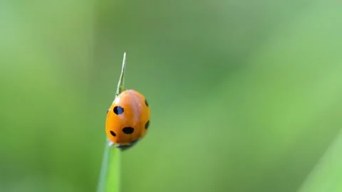 Ladybug on tip of grass on a background of green summer park. Stock Footage 136755382