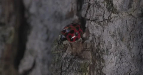 Ladybug Tracking Shot, Deep Read, Macro Close Up Stock Footage 165917367