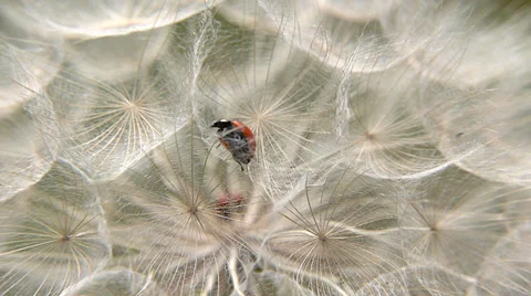 Ladybug trapped between the dandelion cotton Stock Footage 38921880