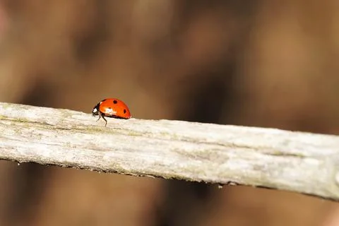 Ladybug on a tree branch close up Stock Photos